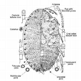   Pseudococcus nakaharai  
 Illustration by Gimpel & Miller 